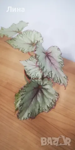 Бегония рекс "Асиан Тундра" (Begonia Rex "Asian Tundra") , снимка 2 - Стайни растения - 50329680