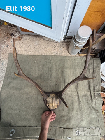 Продавам Ловен трофей , снимка 2 - Оборудване и аксесоари за оръжия - 52357320