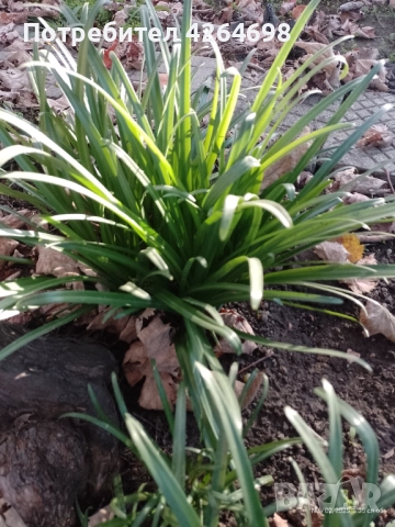 Луковици есенен минзухар - жълт 