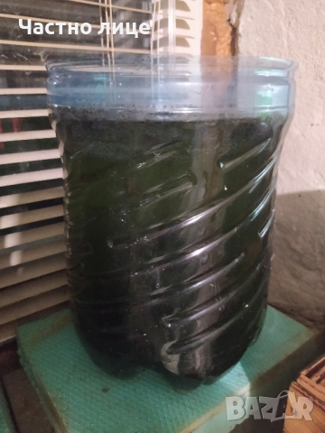 Явански мъх за Аквариум , снимка 4 - Аквариуми - 51860518