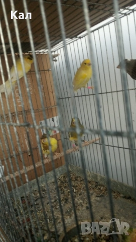 Канари Орфей