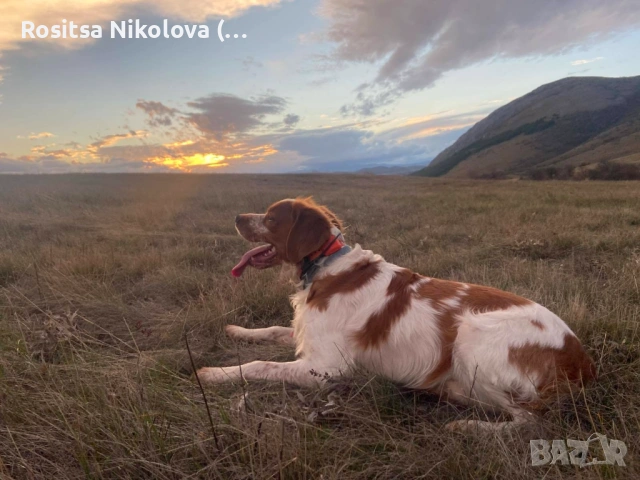 Търси се!! Изгубено / откраднато куче - бретон!