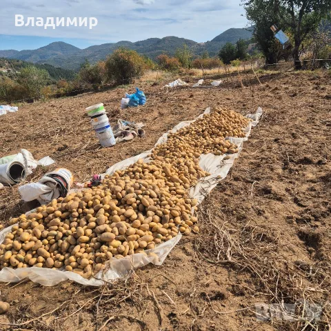 картофи  сорт Агрия , снимка 8 - Домашни продукти - 56454310