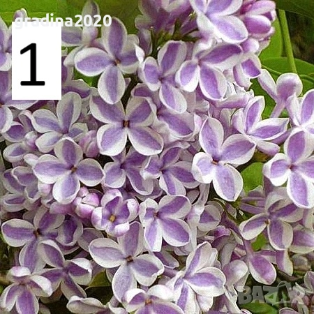 Люляк / Lilac, снимка 4 - Разсади - 51517423
