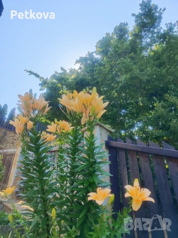 Лилиум-оранжев, снимка 4 - Стайни растения - 49729061