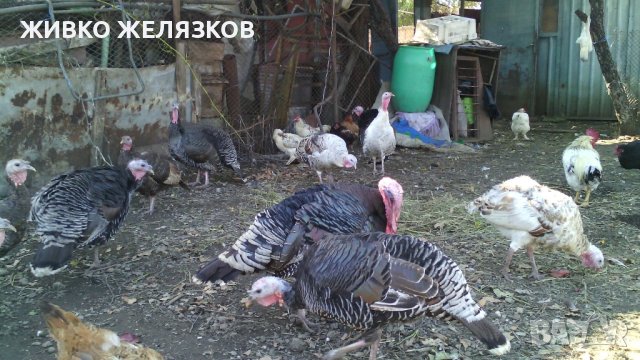 ПРОДАВАМ ДОМАШНИ ПУЙКИ И ЯЙЦА, снимка 18 - Кокошки и пуйки - 40014157