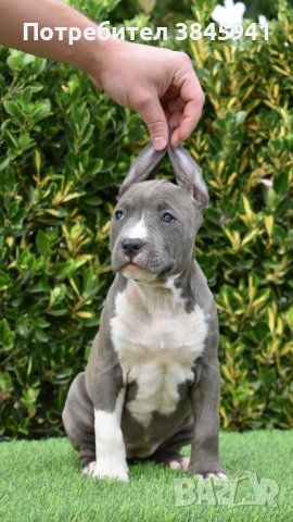 Sini amerikanski stafordshirski terieri