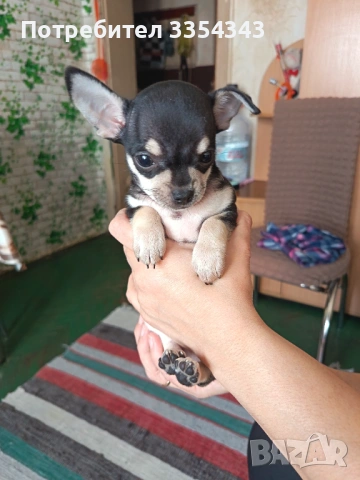 Чихоa   родени са 23.11.25, снимка 12 - Чихуахуа - 52791732