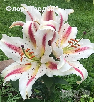 ЛИЛИУМ - Луковици/ПРЕДВАРИТЕЛНИ ПОРЪЧКИ