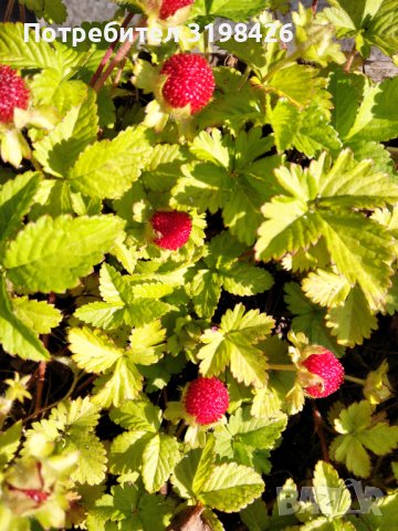 Декоративни ягодки, снимка 2 - Градински цветя и растения - 37939446