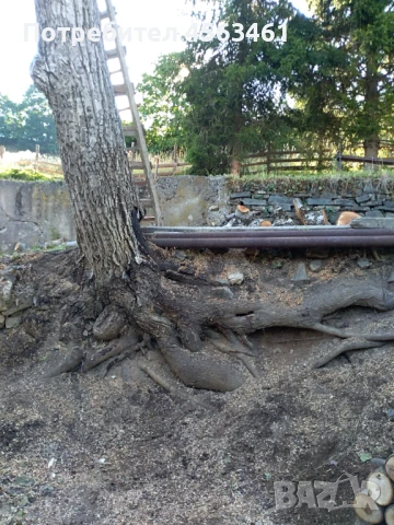 Продавам дървен материал ОРЕХ , снимка 2 - Други - 51354034