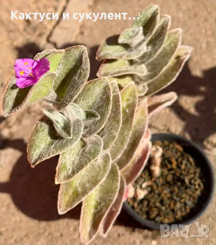 Сукулент Tradescantia sillamontana растение , снимка 2 - Градински цветя и растения - 54982725