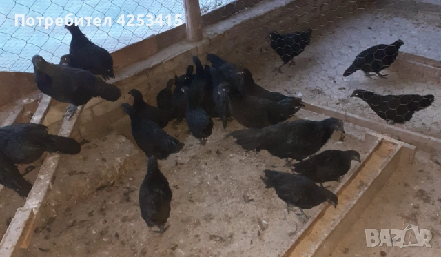 Аям Кемани на 2 и на 3 месеца , снимка 5 - други­ - 53878342