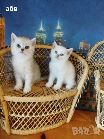 британчета сребърна чинчила 