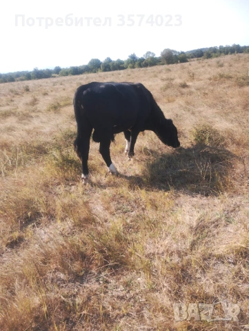 Месодайни телета, снимка 4 - Крави - 54245143