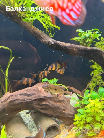 Боция макраканта 5бр 7-8 см