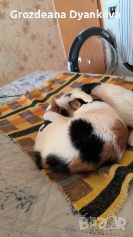 Подарявам котета