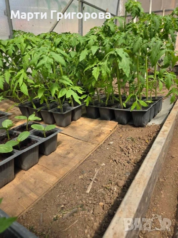 Разсад домати Нови Искър, снимка 3 - Разсади - 54310634