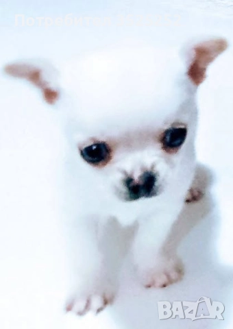 ПРОДАВАМ  МИНИ ЧИХУАХУА- МОМЧЕ НА  2-М.