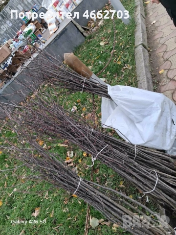 Вишна планта, снимка 3 - Разсади - 52566098