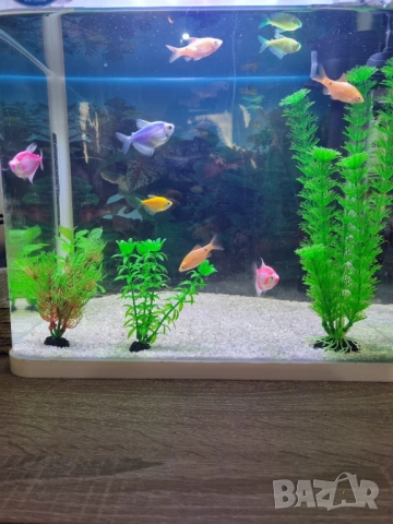 Аквариум с живи рибки (9 броя) и оборудване