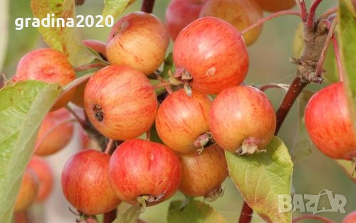 Декоративна червена ябълка Малус, снимка 5 - Разсади - 50369119