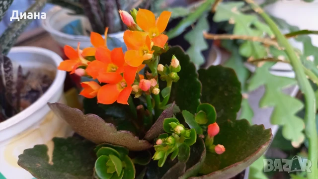 Оранжево каланхое