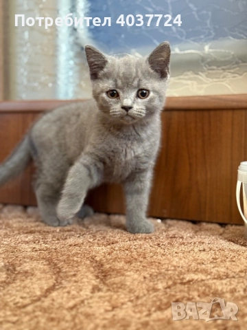 Британски късокосмести котенца, снимка 1