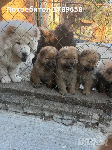 Чау - Чау  💙🐾🐶 Най-пухкавите Чау Чау бебета очакват своите нови семейства , Много скоро 🎉🪭❤️✨🐾🥰🐩➡️⤵️, снимка 3 - Чау Чау - 55342819