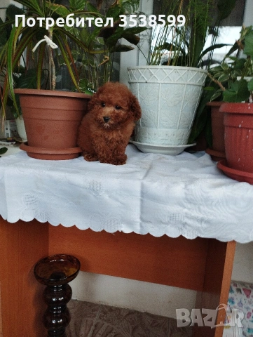 Мини Пуделчета., снимка 3 - Пудели - 52898082