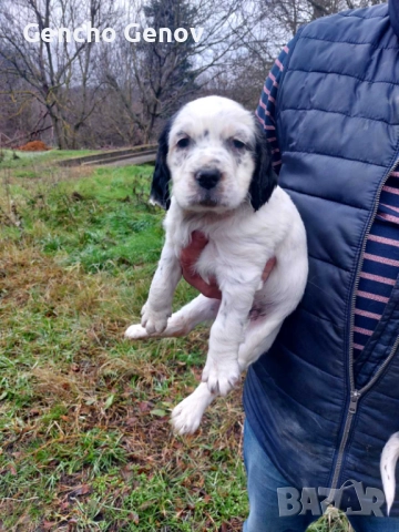  Английски Сетъри, снимка 3 - Английски сетери - 52942067