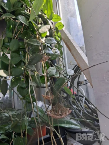 голяма цъфтяща хоя, снимка 3 - Стайни растения - 50957647