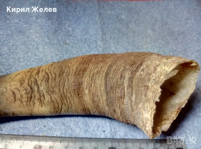 Стар БИВОЛСКИ ГОВЕЖДИ РОГ За КОЛЕКЦИЯ ТЕМАТИЧНА ДЕКОРАЦИЯ 47819, снимка 7 - Антикварни и старинни предмети - 47971805