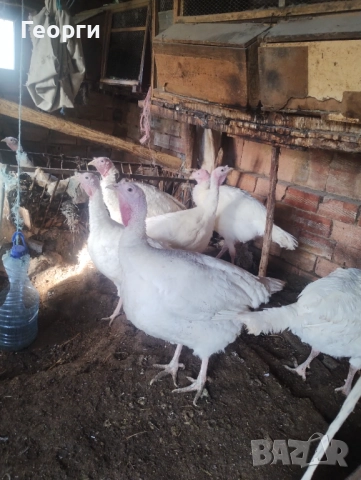 Пуйки на 7 месеца, кръстоска с бройлерна пуйка , снимка 3 - други­ - 52862369