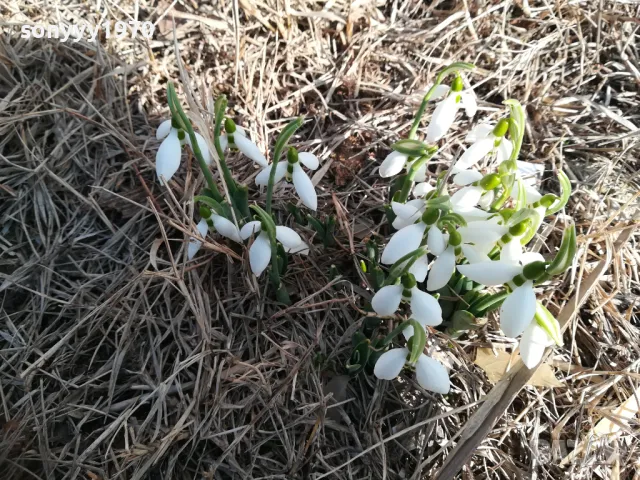 ЛОТ ЛУКОВИЦИ С КОКИЧЕТА В САКСИЯ 0202251645, снимка 7 - Градински цветя и растения - 48931567