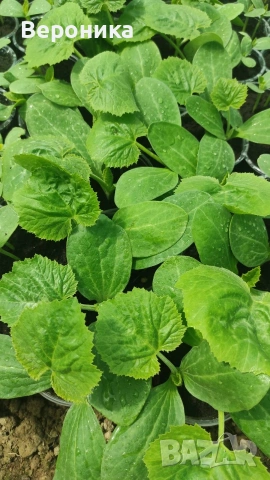 Предлагам разсад тиквички сорт Блек Бюти и Изобилна