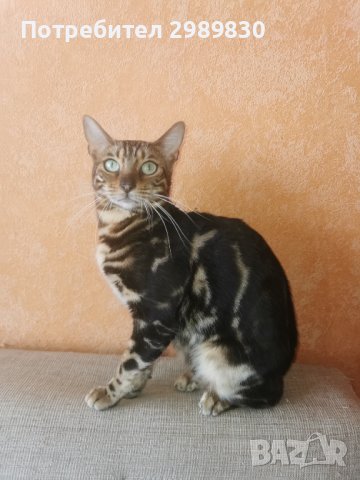 Половозрели котета от породата Бенгал , снимка 1