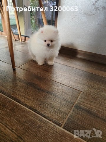 Померан мини мини , снимка 2 - Померан - 53078123