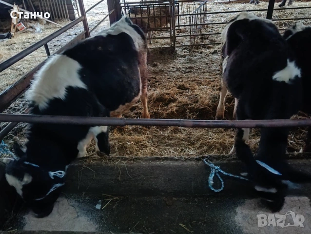 Продавам 7 телета, снимка 2 - Крави - 53260707