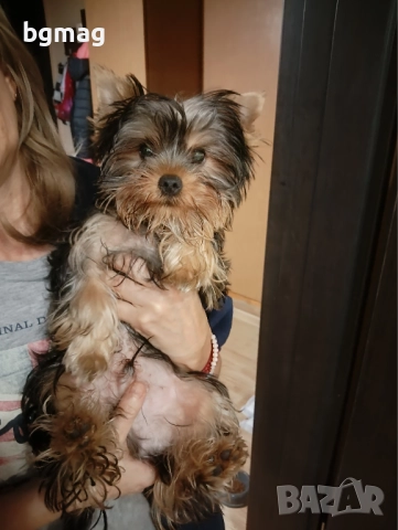 Йоркширски териер мини йорки момиче , снимка 3 - Йоркширски териер - 52512896