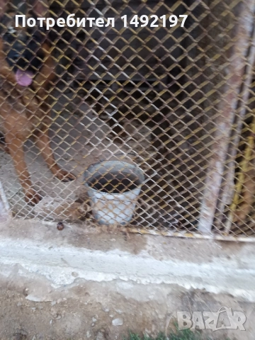 елитни малки немски овчарки , снимка 5 - Немска овчарка - 49776336