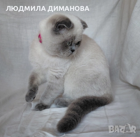 Шотландско момиче със сини очи 