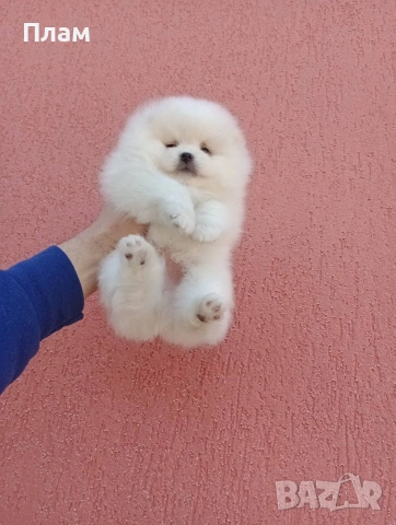 Мъжки и женски Померани.Реални снимки !