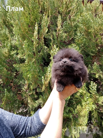 Женски черен Померан., снимка 3 - Померан - 54353214