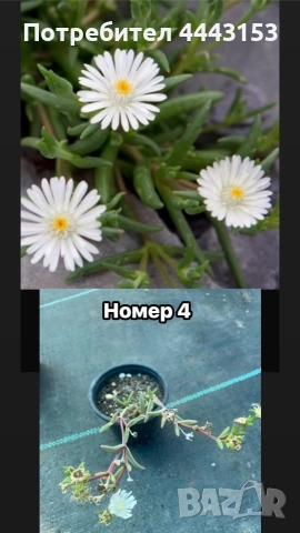 Делосперма разсад , снимка 3 - Градински цветя и растения - 50123866