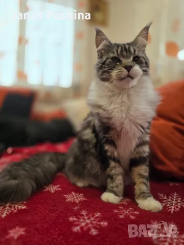 Мейн Кун чистокръвен , снимка 3 - Мейн кун - 48432225