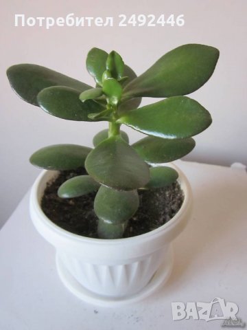  Дърво на живота  - Красула, снимка 2 - Стайни растения - 34013428