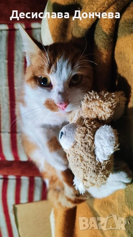 Коте Сами си търси дом, осинови го, снимка 9 - Други - 53033203