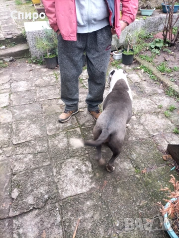 Питбул син нос , снимка 16 - Питбул - 53295871