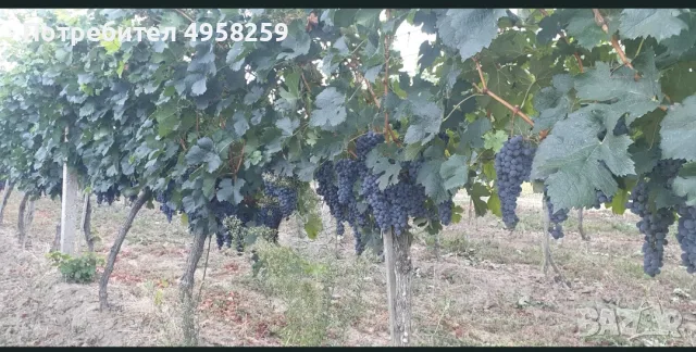 Грозде Мерло и Памид 25°, снимка 2 - Домашни продукти - 56205658